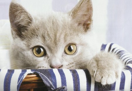 Peeking out - white, cloth, cat, basket, cute