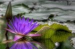 Purple Water Lily