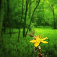 yellow flower