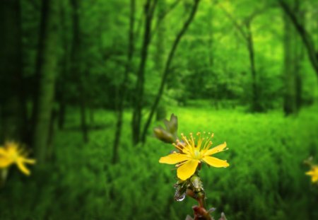 yellow flower - yellow flower, beautiful flower, beautiful green background, green background