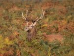 Polish golden autumn beauty