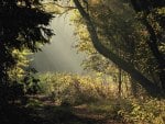 Polish golden autumn beauty