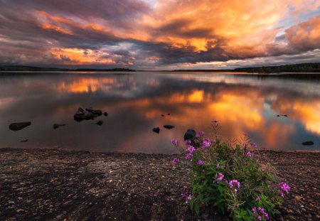 Beautiful Sunset - amazing, splendor, landscape, reflection, flowers, purple, view, lake, sky, clouds, sunlight, purple flowers, water, beautiful, beauty, colors, lovely, nature, sunset, peaceful