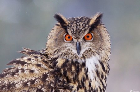 Staring Owl - nature, stare, eyes, animal, orange, owl, bird