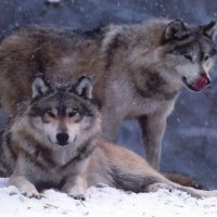 Wolves in Snow