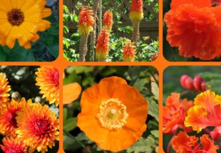 FOR DEAR BLANCHE, GUOGUOLE - collage, flowers, friends, orange