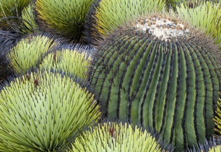 Cuidado - mexicano, desierto, pincha, cactus