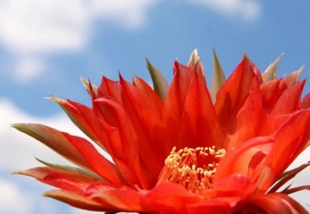 Flower blossom - flowers, red