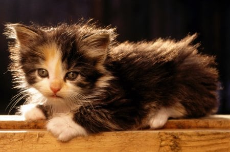 Cute kitty - kittens, cats