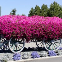 The Petunia Wagon