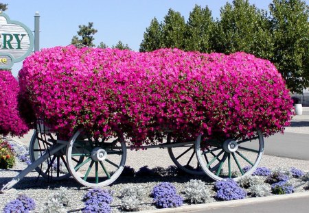 The Petunia Wagon - wheels, pink, wagon, display, petunias, garden, flower