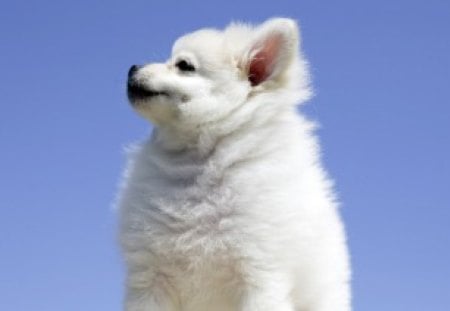 White Puppy Dog - dogs, puppy, animals