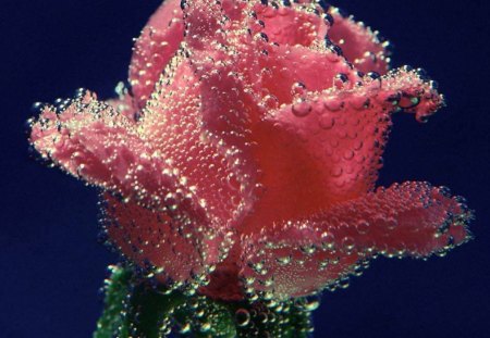 Pink Rose in Water - water, pink rose, bubbles