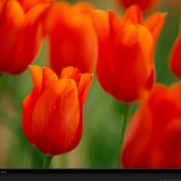 orange tulips