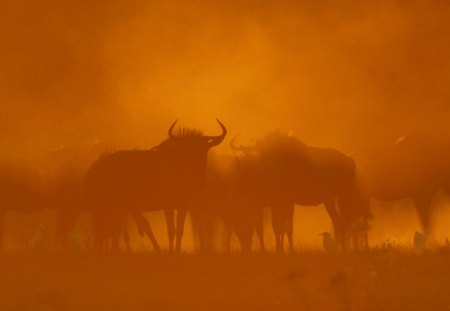 wildebeest - wildebeest botswana, wildebeest