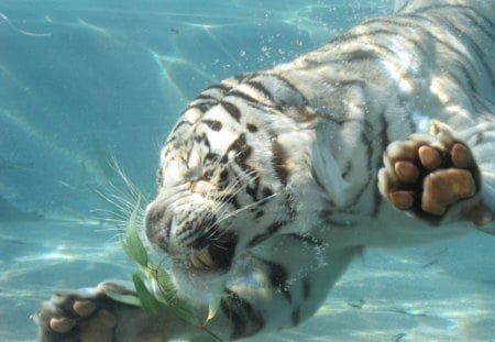 swimming tiger - white, water, black