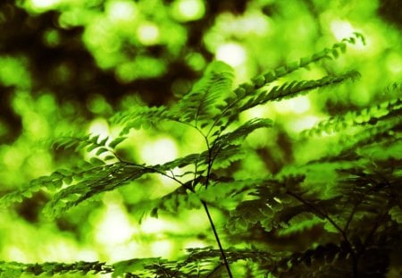 Single Fern Plant  - nature, fern closeup, single fern, forest, fern