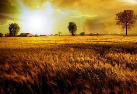 Fields Of Gold - korn field, grain field, sun, grain, hdr, field