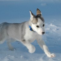 Vodka the Husky Puppy 