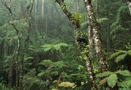 Amazon... - amazon, jungle, forest, rainforest, dense, thick