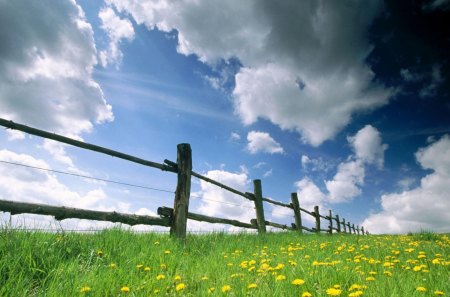 Grassland - flower, nature, wood, grassland