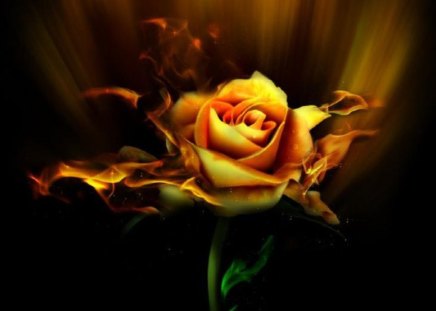 Blazing - blazing, fire, rose, flower