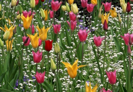 Lily tulips - nature, landscape, tulips, flowers, colors, outdoors