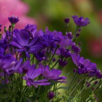 Purple flowers