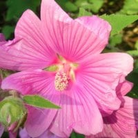 Pink flower