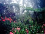 Rain forest