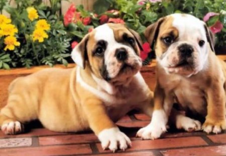 bulldog puppys - bulldog puppys, buddys