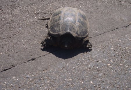 Turtle sunning self - animal, turtle