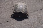 Turtle sunning self