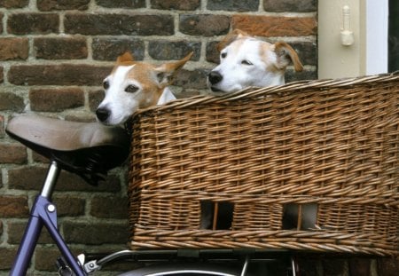 Paseo!!!!!! - para, pasear, esperando, en bicicleta