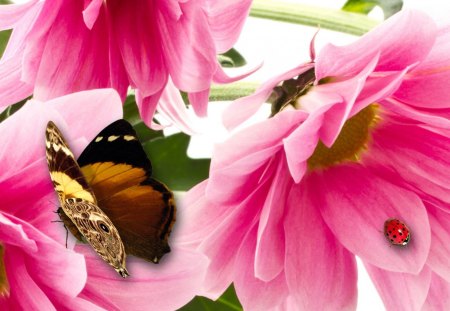 Where Butterflies Fly - papillon, mum, summer, butterflies, beautiful, ladybug, fleurs, pink, flowers, fall, colorful, autumn, bright, chrysanthemum, butterfly, lady bug