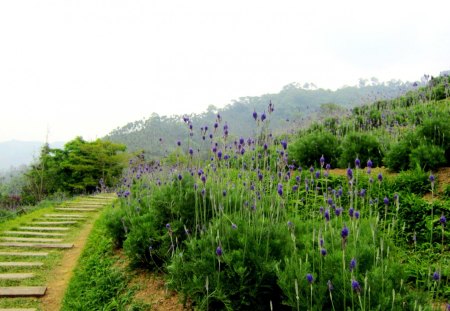 Lavender fields - lavender, grasses, slope, hill