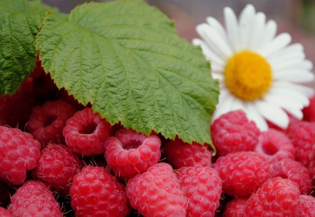 *** Raspberries and Marguerite *** - marguerite, white, nature, color, raspberries