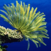 Coral Reef Sea Anemones