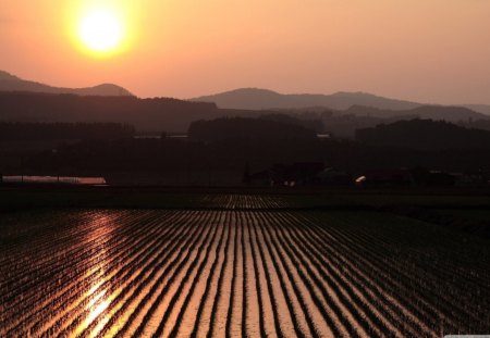 rice fields at sunset - rice, water sunset, farm, fields