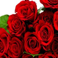 red roses