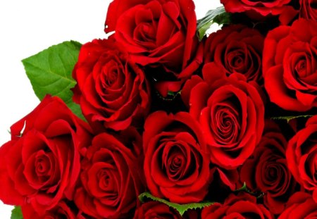 red roses