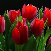 RED TULIPS