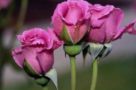 CANDY ROSES - flowers, roses, gardens, threesome, pink, trios