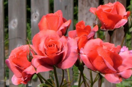 MELON BLUSH - roses, blooms, orange, pinks, flowers, gardens