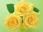 YELLOW ROSES