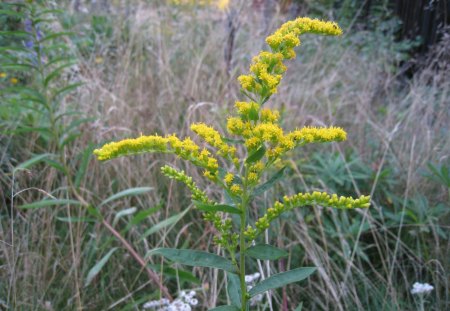 Goldenrod - nature, goldenrod, grass, yellow