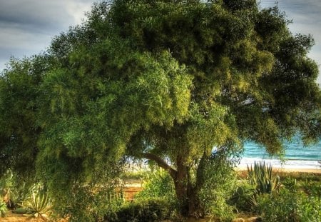 wonderful tree on a beach - beach, tree, cactus, clouds