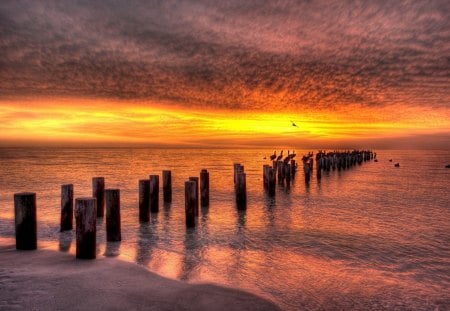 pelican convention at sunset hdr - pylons, beach, sunset, birds, hdr