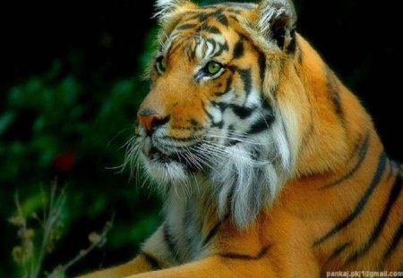 A Beauty For Ramya - nature, cats, ramya, tiger, animals