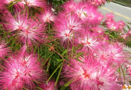 Lovely flowers - flowers, lovely, mountain area, pink